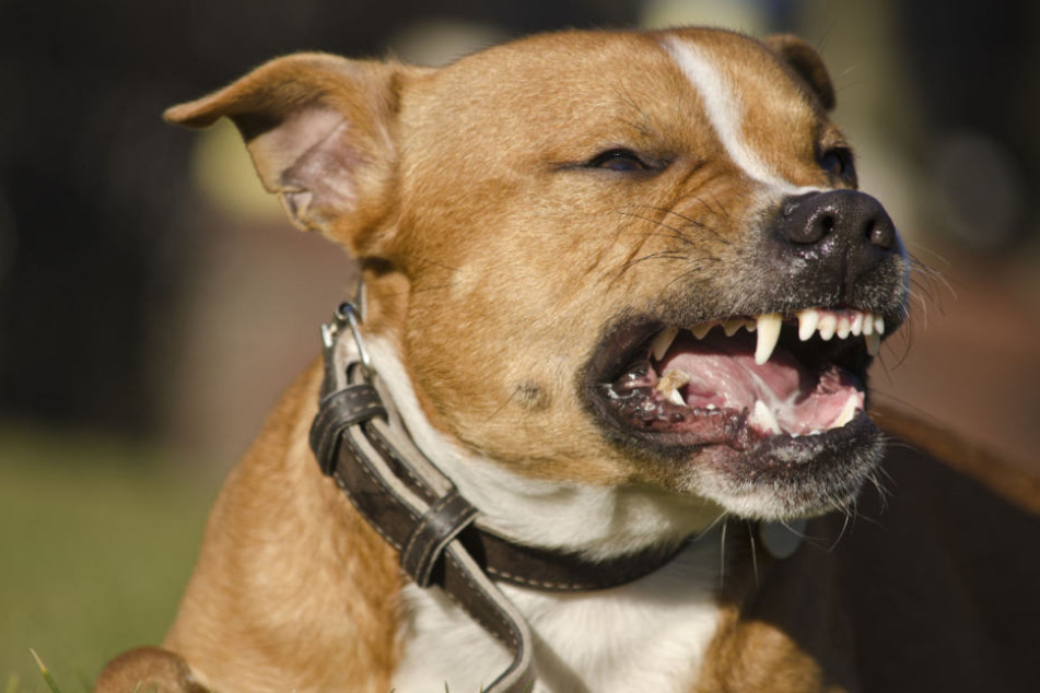 Bei dem Hund könnte es sich um einen Staffordshire-Mix handeln (Symbolfoto).