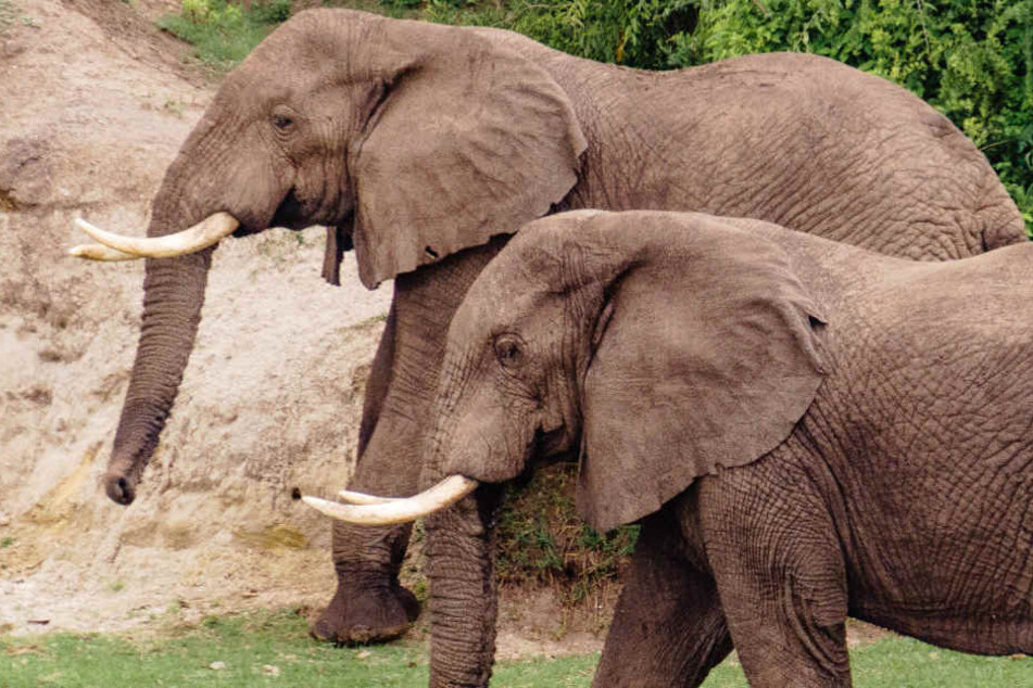 Die Wildtierdressur - etwa von Elefanten - ist ab sofort im Park gestrichen. (Symbolfoto)