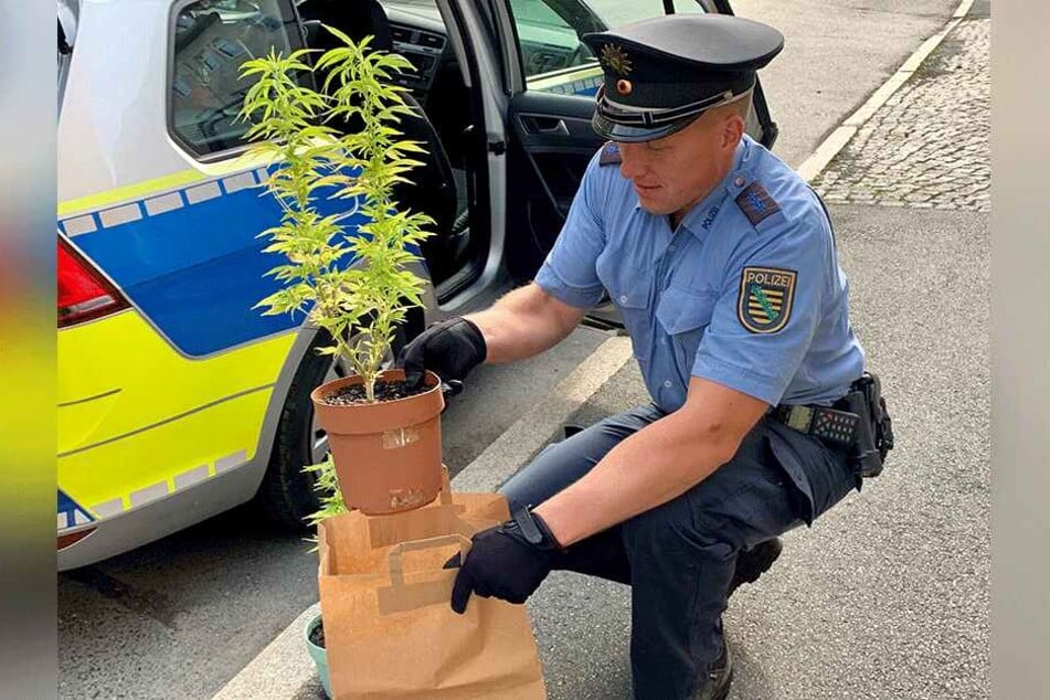 Ein Polizist verstaute die Cannabispflanzen zum Abtransport.