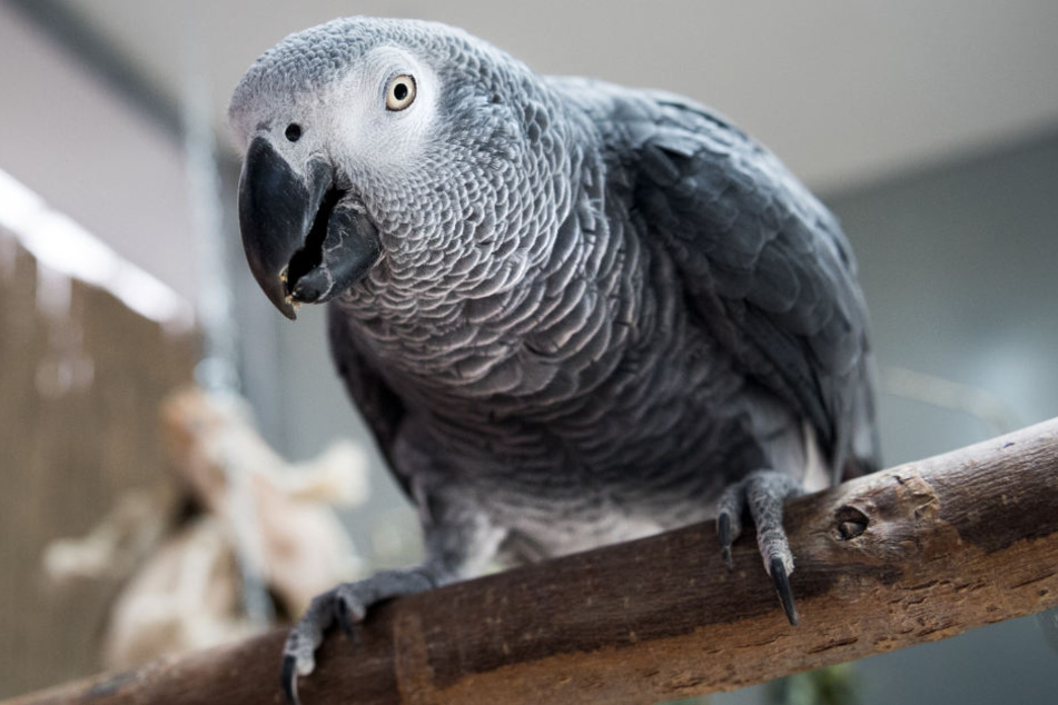 Sprechen konnte der Vogel nicht, dafür aber bellen wie ein Hund. (Symbolbild)