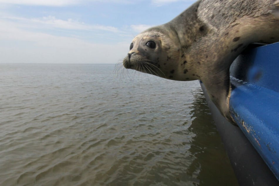 Über Bord! Ein Heuler verlässt das Schiff und wird ausgewildert.