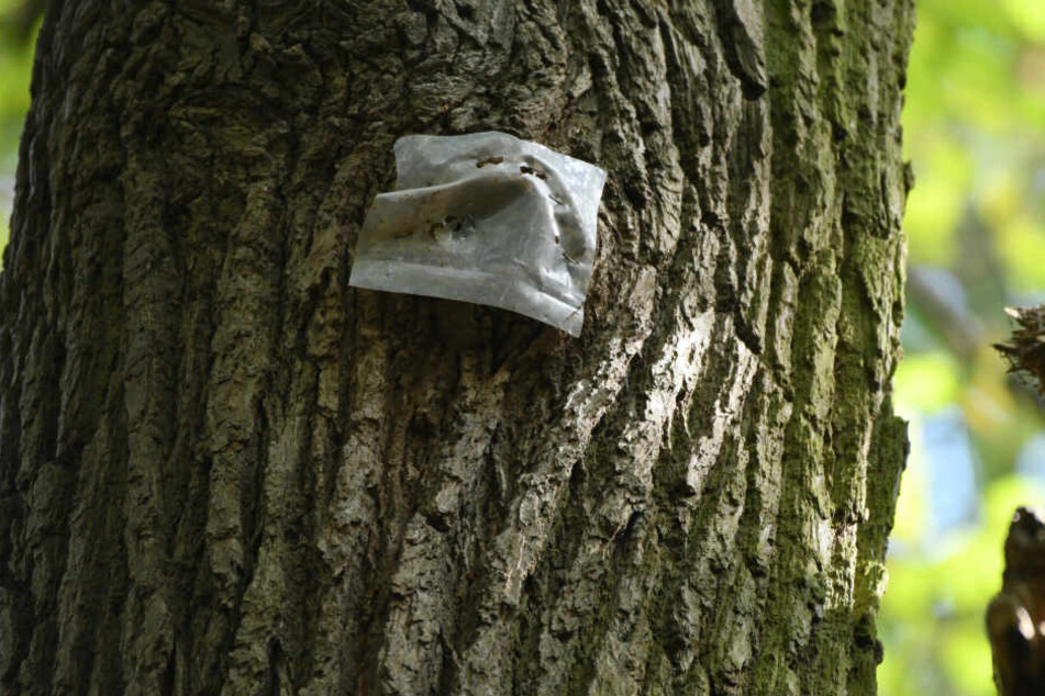 Die Plastikfolie soll sicher stellen, das vor einer Rodung in diesem Baum keine Fledermaus ihr Quartier nehmen kann.