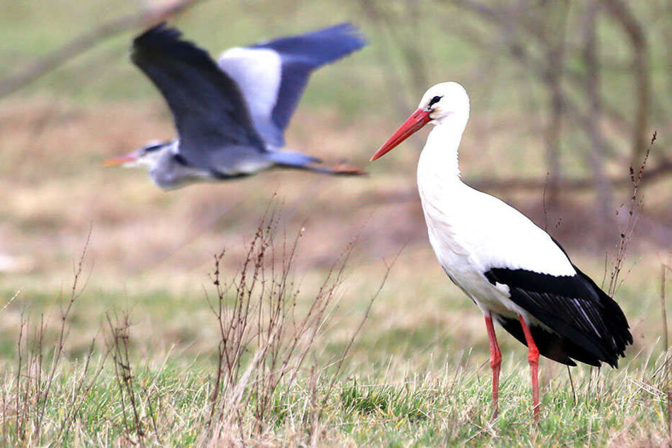 Der Glauchauer Storch wartet schon seit zwei Wochen auf seine Frau.