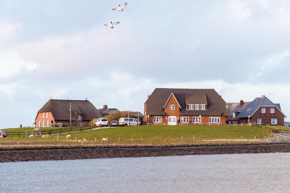 Auf der Hallig Langeneß (Schleswig-Holstein) wohnen über 100 Menschen - trotzdem soll sie öfter überflutet werden.