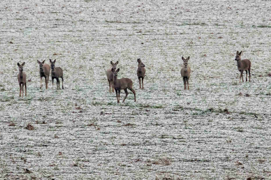 Rehe stehen auf einem mit Raureif überzogenem Feld.