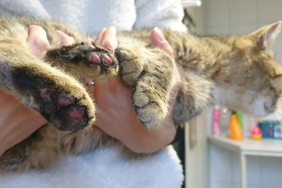Kinder sollen die Katze mit Silvesterböllern gequält haben. Pfötchen und Nase des Tieres sind verbrannt.