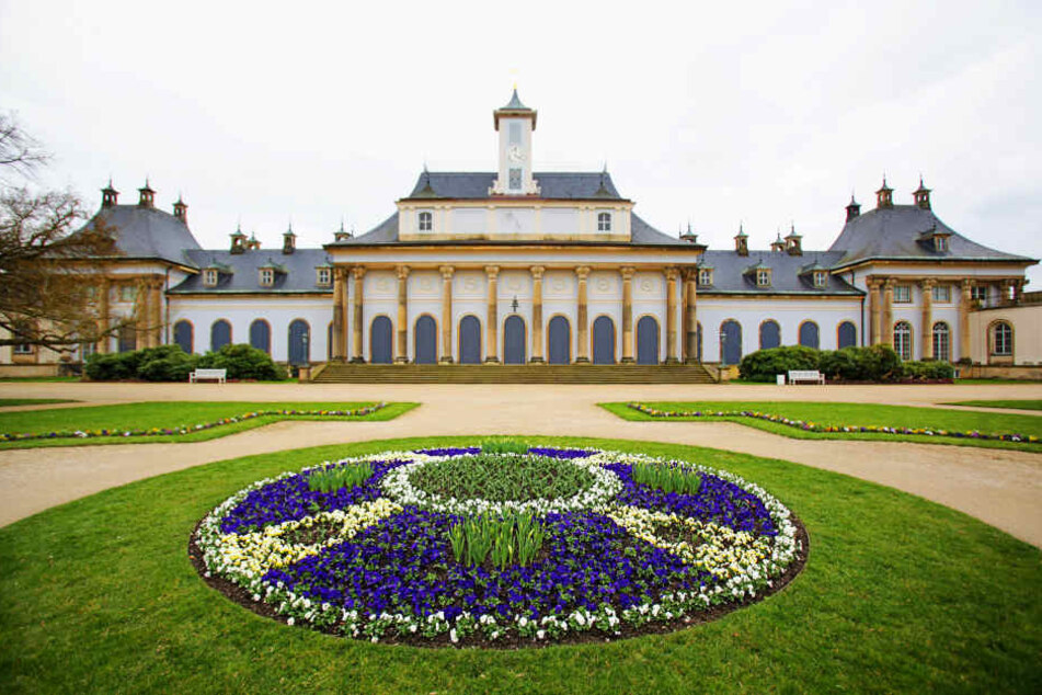 Bellis und Stiefmütterchen, so weit das Auge reicht. Im Garten von Schloss
Pillnitz stahlen die Frühblüher mit der Sonne um die Wette
