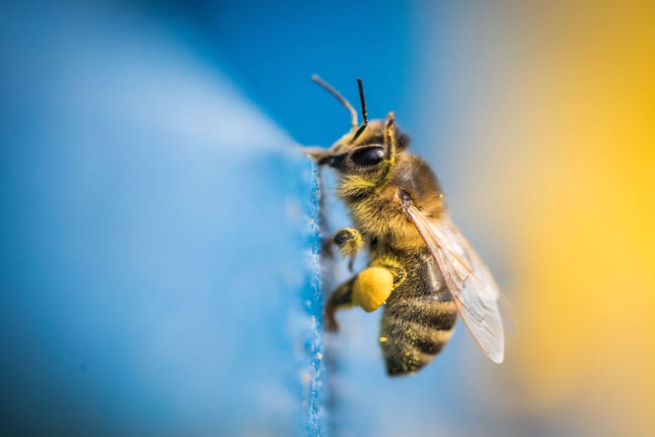 Brachliegendes Gelände Nahe der Gleise soll eine neue Heimat für Bienen werden. (Symbolbild)