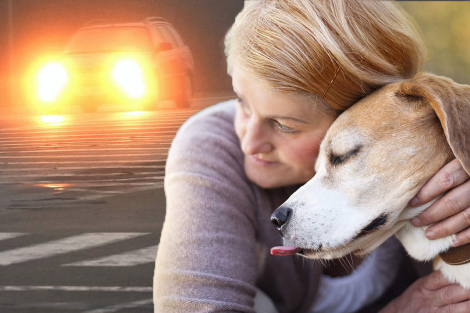 Den toten Hund in den Armen, wurde die Frau selbst von einem Auto erfasst. (Bildmontage)