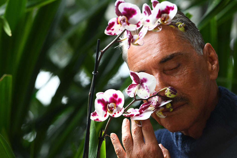 So gut wie diese Orchideen riecht für Joop der Kudamm scheinbar nicht.
