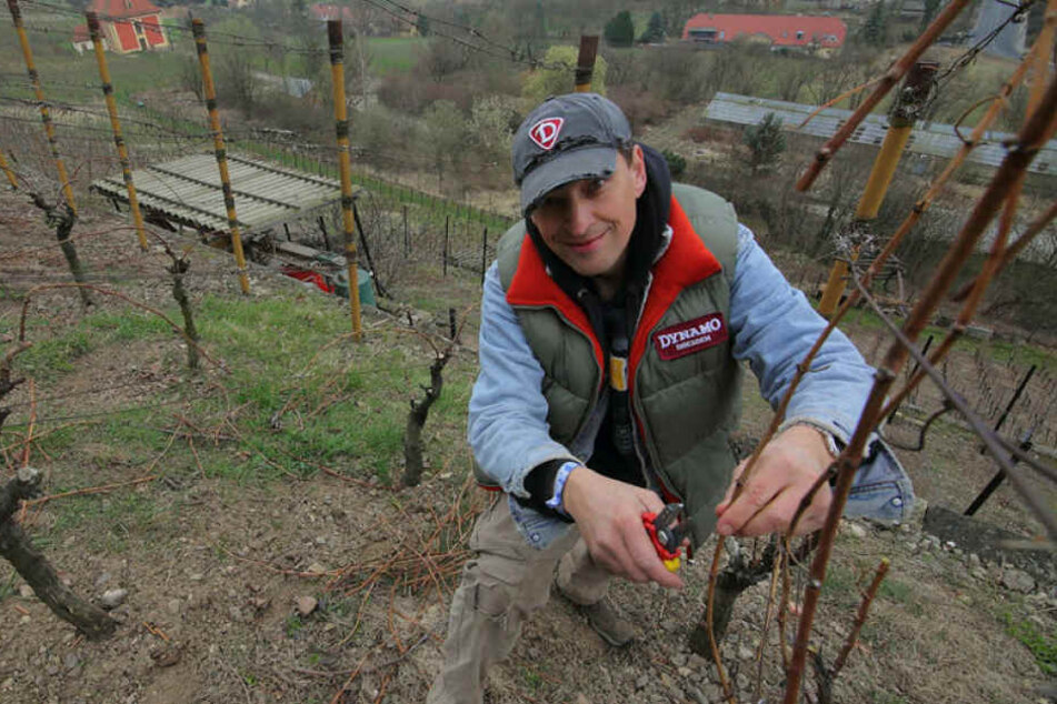 „Jungwinzer“ Jens Genschmar (48) in seinem Weinberg.