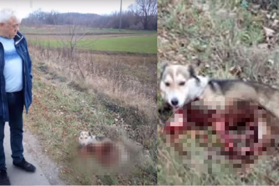 Der Hund lag nach der Tortur in einer Blutlache! Sein Besitzer blickte ihn böse an.