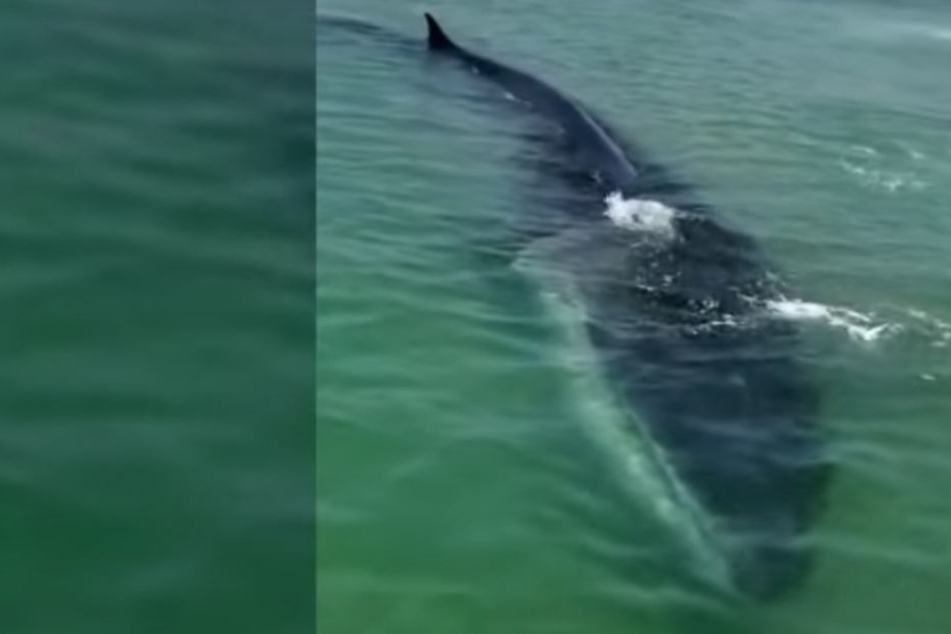 Der 18 Meter lange Riese war auf einer Sandbank gestrandet.