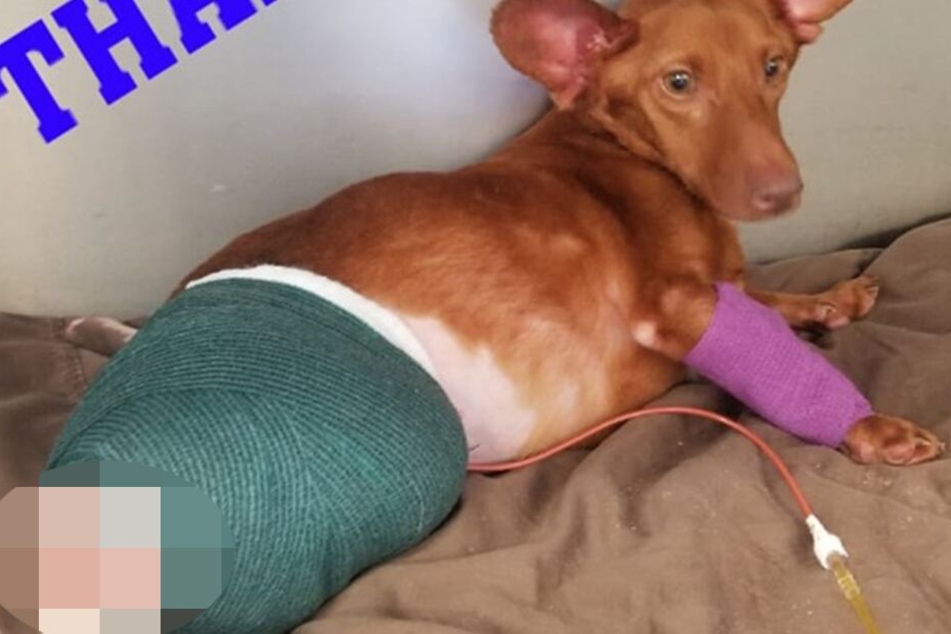 Buddy ist auf dem Weg der Besserung.