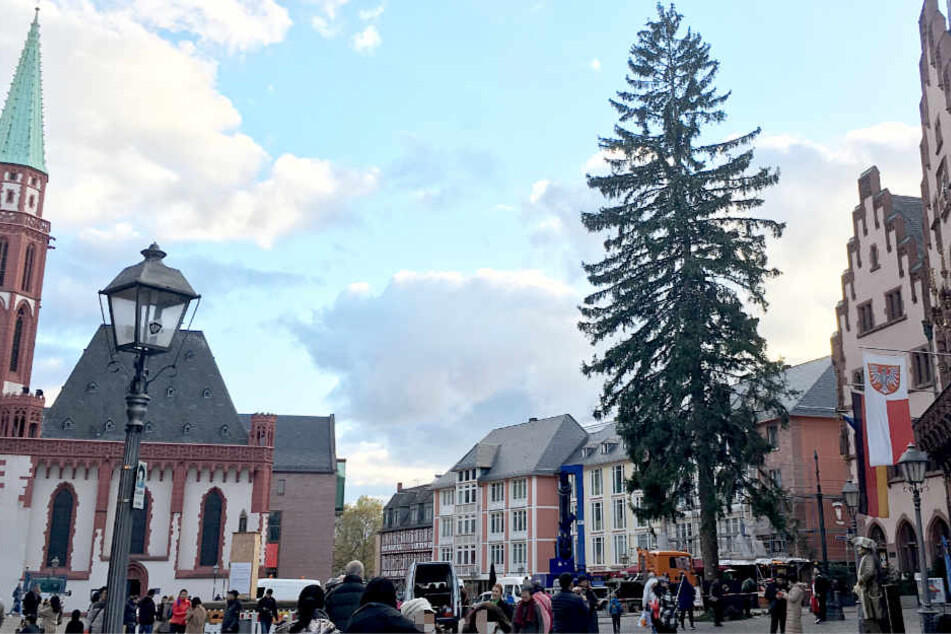 Der Weihnachtsbaum auf dem Römerberg ist ohne Frage groß, aber ist er auch ansehnlich?