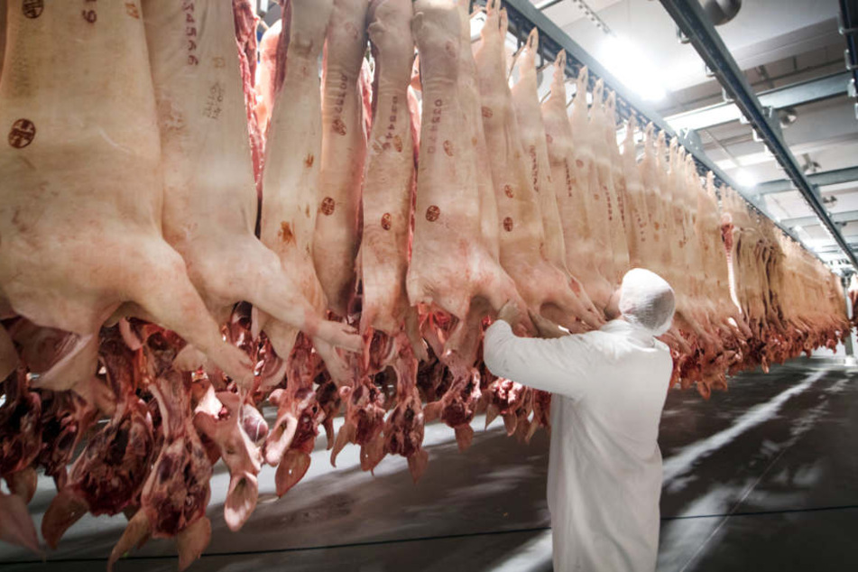 Frisch geschlachtete Schweine hängen in einem Kühlhaus des Fleischunternehmens Tönnies.