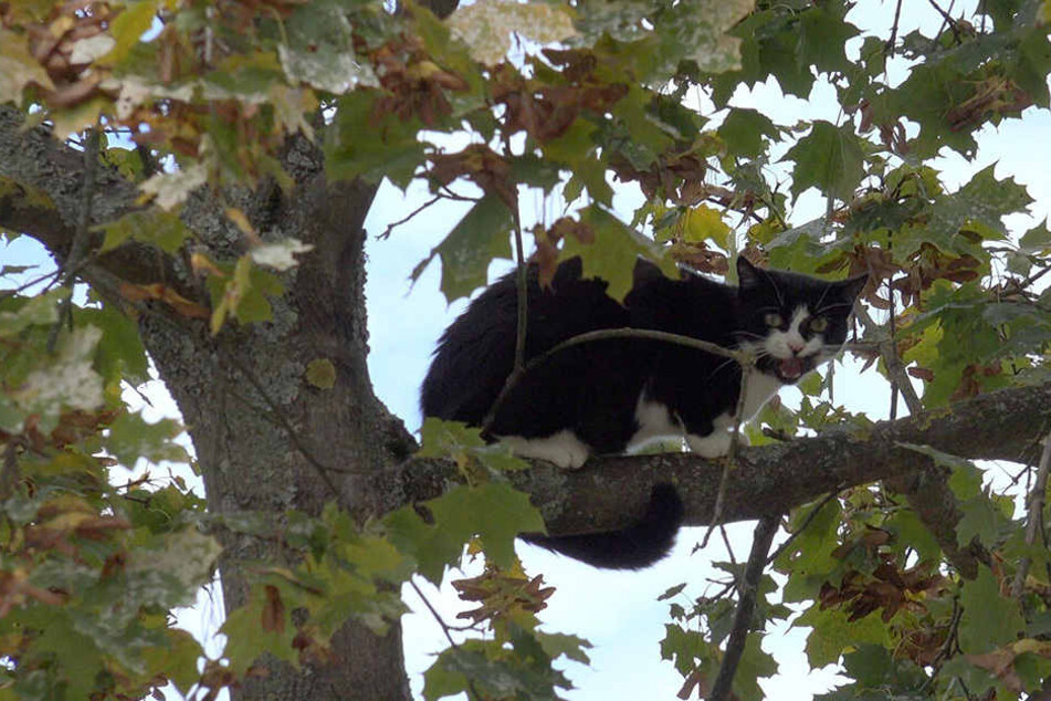 In Neuseeland ist eine Frau bei dem Versuch ihre Katze zu retten, gestorben.