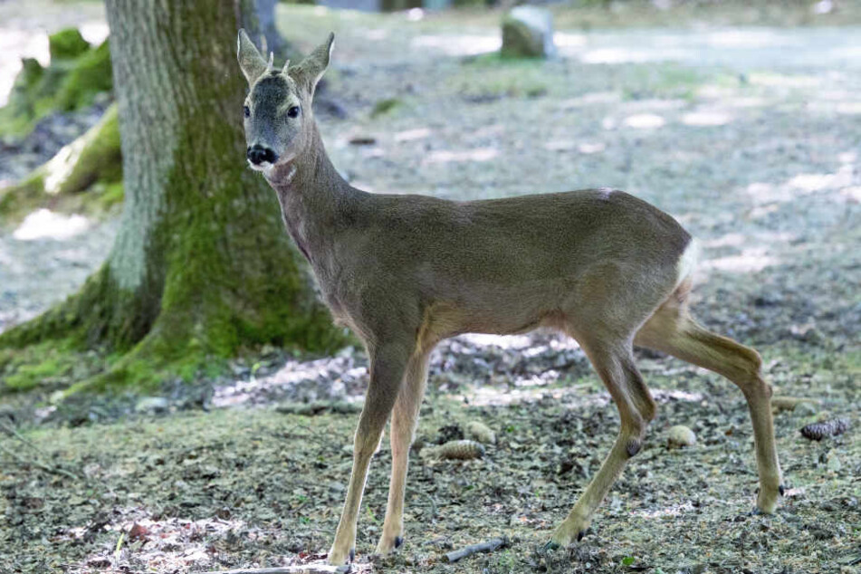 Der Rehbock fiel mehrfach durch aggressives Verhalten auf.