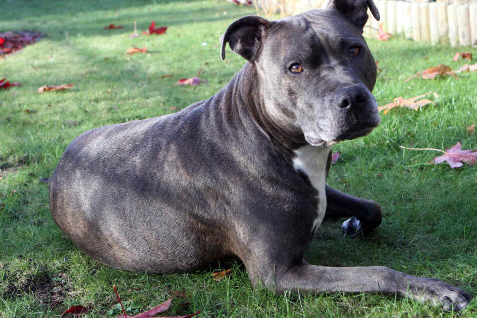 Einen toten Kampfhund in einem Karton hat eine Spaziergängerin im Kreis Lörrach entdeckt. (Symbolbild)