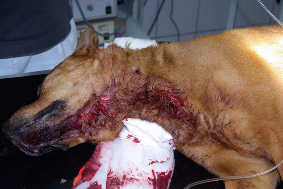 So übel zugerichtet wurde der Hund im Stadtteil Kappel gefunden.