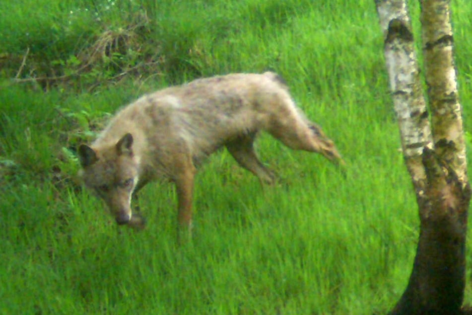 Im Mai 2018 hat eine Fotofalle einen Wolf bei Geltorf im Kreis Schleswig-Flensburg fotografiert.