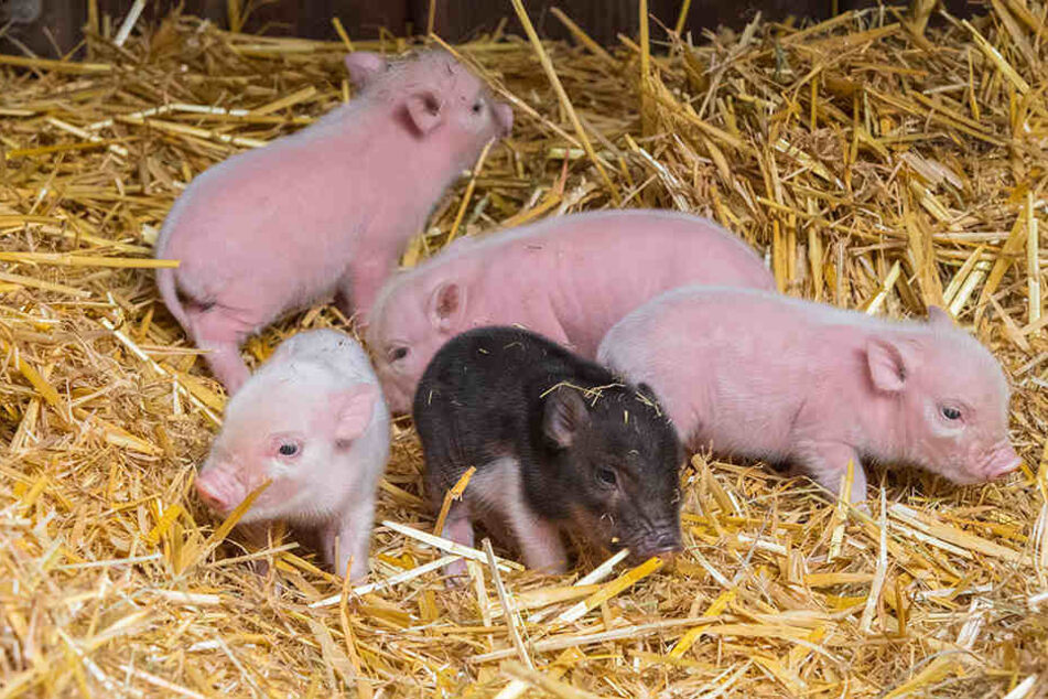 Die kleinen Ferkel tollen auch schon draußen herum.
