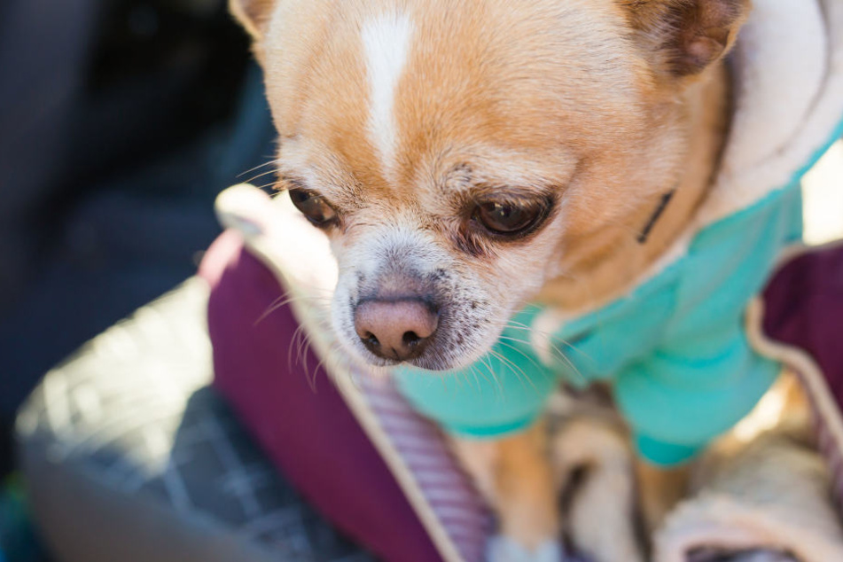Wegen des Raubes eines kleinen Chihuahuas muss eine Frau (28) ins Gefängnis. (Symbolbild)