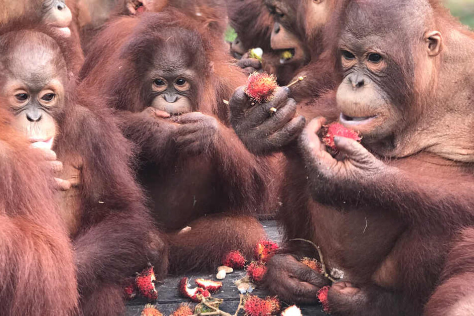 Eine Auswilderung mitzuerleben hat den Karlsruher Zoodirektor Matthias Reinschmidt tief beeindruckt (Symbolbild).
