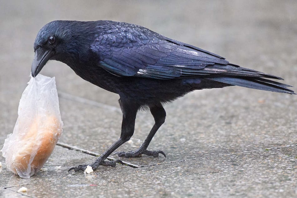 Eine Krähe versucht, ein Brötchen in einer Plastiktüte zu fressen.