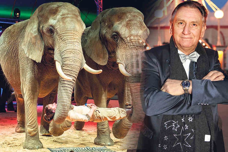Weihnachtscircus-Direktor Mario Müller-Milano (68) würde gegen das
Elefantenverbot klagen.
