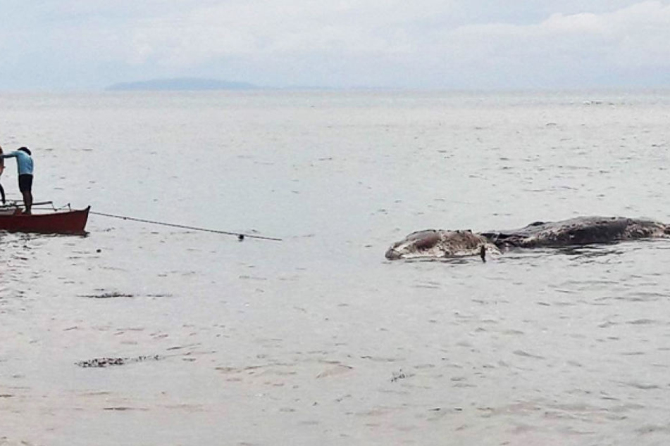 Ein riesiges Ungetüm wurde an einem Strand auf den Philippinen angespült.