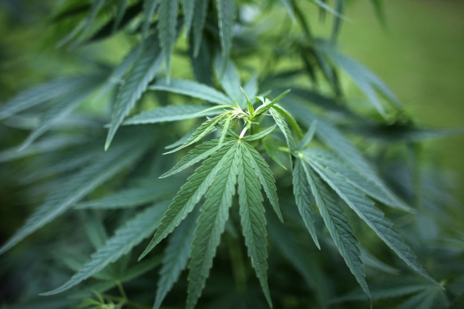 Bundesweit schwanken die Grenzwerte für den Eigenbedarf an Cannabis zwischen sechs und 15 Gramm.