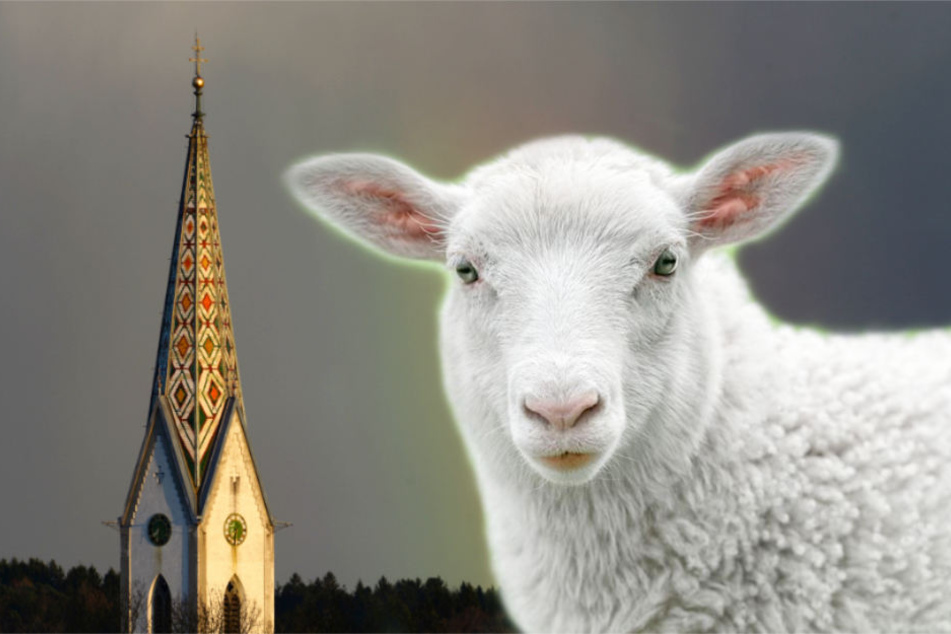 Drei Schafe genießen jetzt im Ortenaukreis Schutz von ganz oben. (Symbolbild)