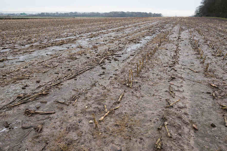 Harte Winter tötet Kulturen: Verrottete Maispflanzen.