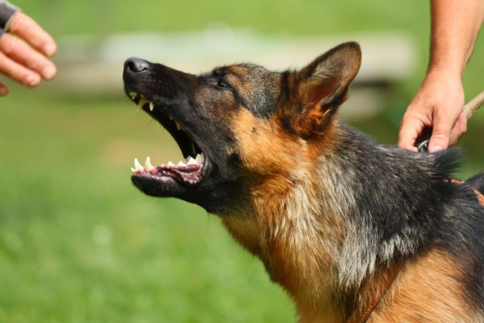 Der Streit eskalierte schließlich und die Radfahrerin lies ihren Hund auf das Pärchen los. (Symbolbild)
