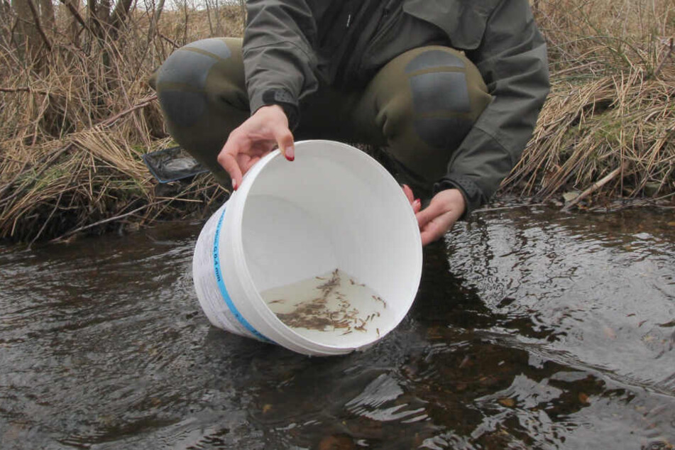 Ein Hobby-Angler setzt den Nachwuchs aus.