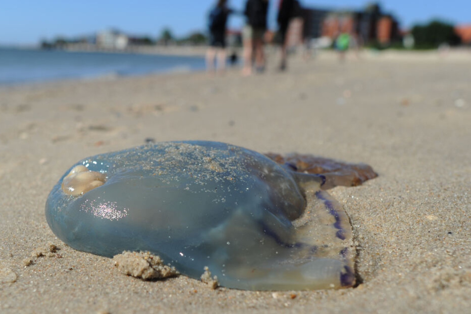 Eine tote Qualle liegt am Strand.