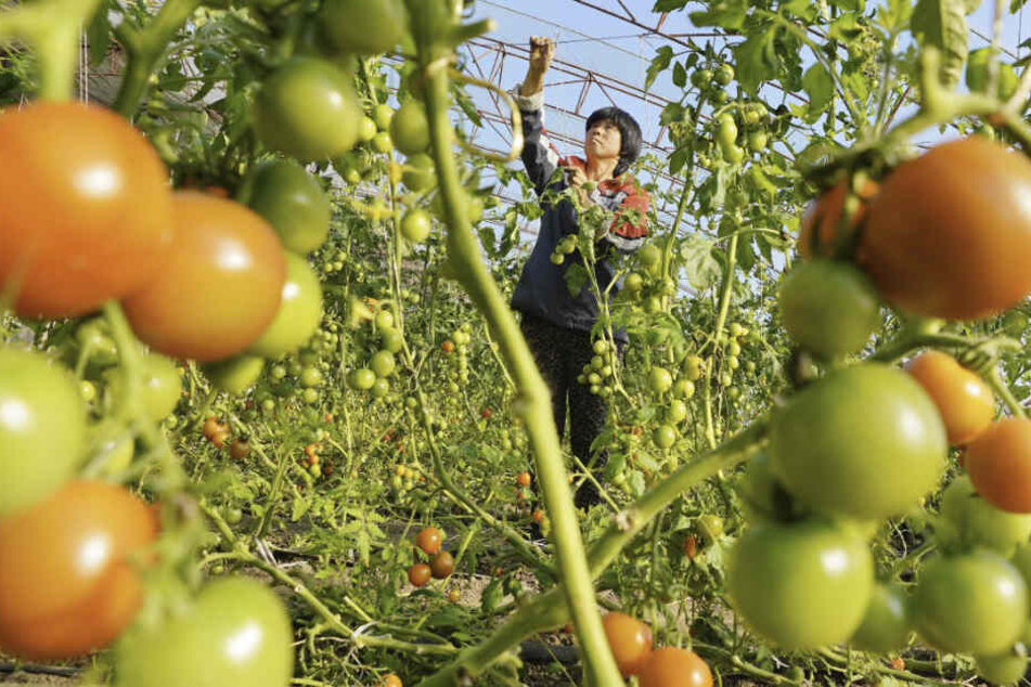 Ein Landwirt pflegt Tomatenpflanzen in einem Gewächshaus in der Provinz Heibei im Norden Chinas.