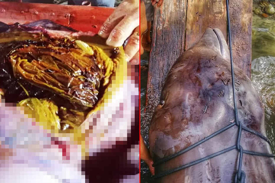 Der Wal hatte Unmengen an Plastik in seinem Magen (linkes Bild)