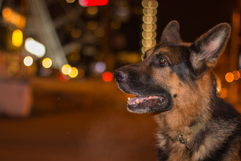 Der angeleinte Hund hatte die 75-Jährige plötzlich über die Straße gezogen. (Symbolbild)
