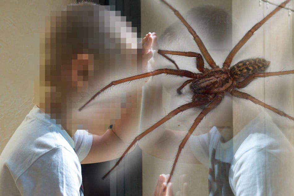 Dem Achtjährigen wurde eine Spinne in den Mund gelegt. (Symbolbild)