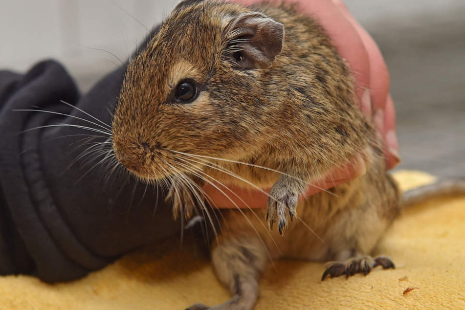 Fridolin ist einer von 15 Degus im Tierheim.