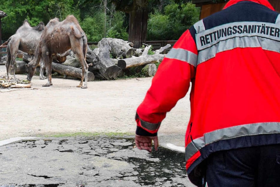 Das Unglück geschah bei dem Wassergraben, der das Kamelgehege umgibt.