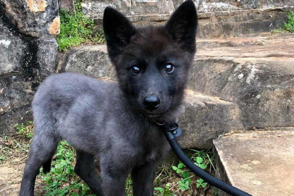 Hündin Nymeria wurde nur zehn Monate alt.