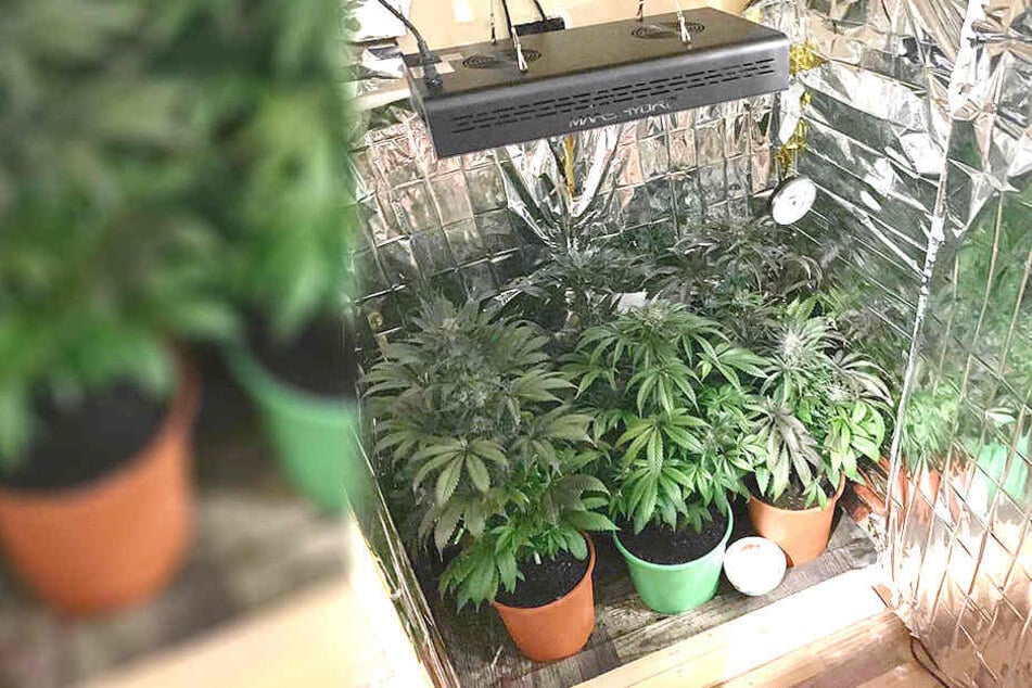 In einem präparierten Schrank zog ein Mann Cannabispflanzen auf.