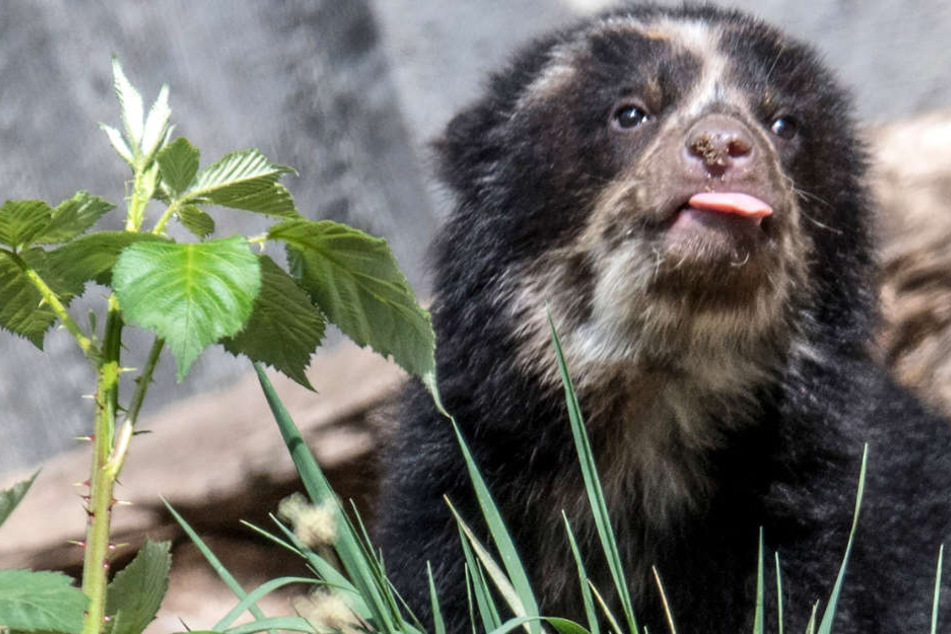 Der kleine Brillenbär streckte frech seine Zunge heraus.