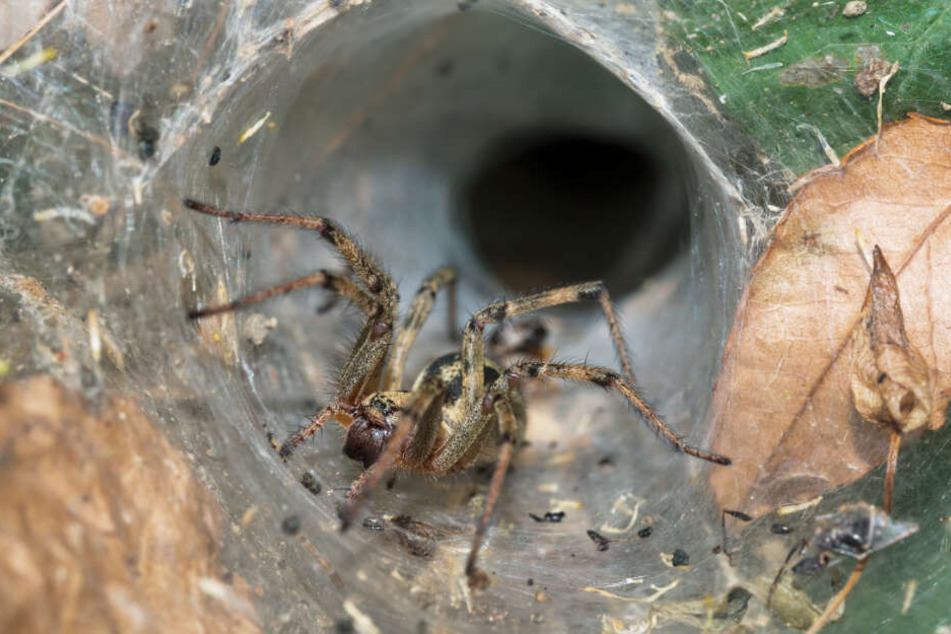 Der Biss der Trichternetzspinne kann tödlich sein!