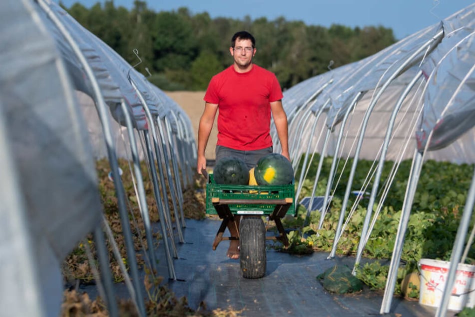 Landwirt Johannes Dittert erntet auf einem Feld Melonen.