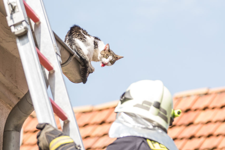 Die Polizei musste in Bischofswerda einen Kater vom Dach retten.