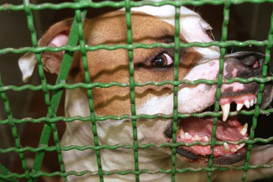 Die Pitbulls, die nicht an der Tat beteiligt waren, kamen ins Tierheim (Symbolbild).